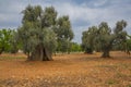 Olive tree grove in Apulia, southern Italy on sunny spring day Royalty Free Stock Photo