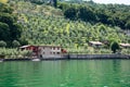 Olive tree grove, lake front garden. Monte Isola, Lago Iseo lake, Brescia, Italy