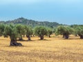Olive tree grove. Mediterranean oil trees, Mallorca, Spain Royalty Free Stock Photo