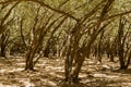 Olive tree grove morocco landscape background