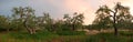 Olive tree grove panorama Royalty Free Stock Photo