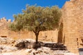 Olive tree growing in an ancient Acropolis Royalty Free Stock Photo