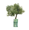Olive tree growing from euro bill Royalty Free Stock Photo