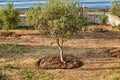 Olive Tree Growing in Front Yard Royalty Free Stock Photo