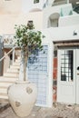 Olive tree grows in pot outdoors on Santorini island, Greece. Street decoration. Exterior of traditional architecture Royalty Free Stock Photo