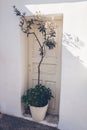 Olive tree grows in pot by white doors on Santorini island, Greece. Street decoration. Exterior design Royalty Free Stock Photo