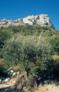 A old olive tree in the DrÃÂ´me ProvenÃÂ§ale, France