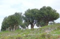 Olive tree on the hill. Landscape galillea.