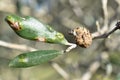 Olive tree hit by the olive mange bacterium Pseudomonas savastanoi