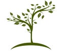Olive tree illustration perfect for brand and advertising