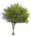 Olive tree isolated