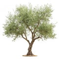 Olive Tree isolated on transparent background Royalty Free Stock Photo