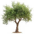 Olive tree isolated on transparent background Royalty Free Stock Photo