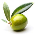 Olive tree isolated on transparent background Royalty Free Stock Photo