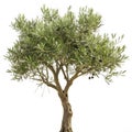 Olive tree isolated on transparent background Royalty Free Stock Photo