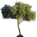 Olive Tree Isolated Royalty Free Stock Photo