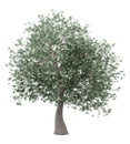 Olive tree isolated on white Royalty Free Stock Photo