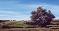 Olive tree with italian rural Landscape on background with vintage colors