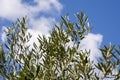 Olive tree in Italy Royalty Free Stock Photo