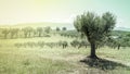 Olive tree in Italy Royalty Free Stock Photo