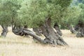 Olive Tree with knobby Trunk