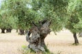 Olive tree with knobby trunk on olive tree plantation in Mallorca, Majorca, Spain