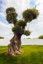 Olive tree Royalty Free Stock Photo