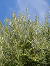 Olive tree leafs Royalty Free Stock Photo