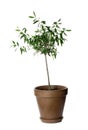 Olive tree with leaves in brown pot Royalty Free Stock Photo