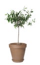 Olive tree with leaves in brown pot isolated Royalty Free Stock Photo