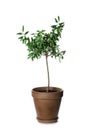 Olive tree with leaves in brown pot Royalty Free Stock Photo