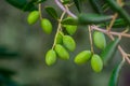 Olive Tree Leaves Closeup in a field in Greece for olive oil production. Mediterranean food