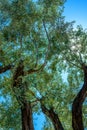 Olive Tree Leaves Closeup in a field in Greece for olive oil production. Mediterranean food