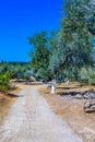 Olive Tree Leaves Closeup in a field in Greece for olive oil production. Mediterranean food