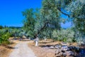 Olive Tree Leaves Closeup in a field in Greece for olive oil production. Mediterranean food