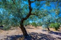 Olive Tree Leaves Closeup in a field in Greece for olive oil production. Mediterranean food