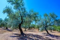 Olive Tree Leaves Closeup in a field in Greece for olive oil production. Mediterranean food