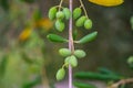 Olive Tree Leaves Closeup in a field in Greece for olive oil production. Mediterranean food