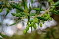 Olive Tree Leaves Closeup in a field in Greece for olive oil production. Mediterranean food