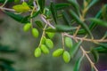 Olive Tree Leaves Closeup in a field in Greece for olive oil production. Mediterranean food