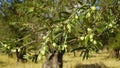 Olive Tree Leaves and Closeup Healthy Product Background Royalty Free Stock Photo