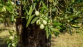 Olive Tree Leaves and Closeup Healthy Product Background