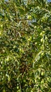 Olive Tree Leaves and Closeup Healthy Product Background