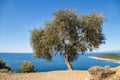 Lonely Olive tree Royalty Free Stock Photo