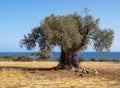 Olive tree Royalty Free Stock Photo