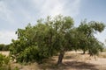 Olive tree Royalty Free Stock Photo