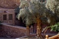 Olive tree, The Monastery of St. Catherine, Egypt