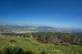 Olive tree Nazarth and Tavor mount