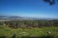 Olive tree Nazarth and Tavor mount