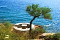 Olive tree near the sea Royalty Free Stock Photo